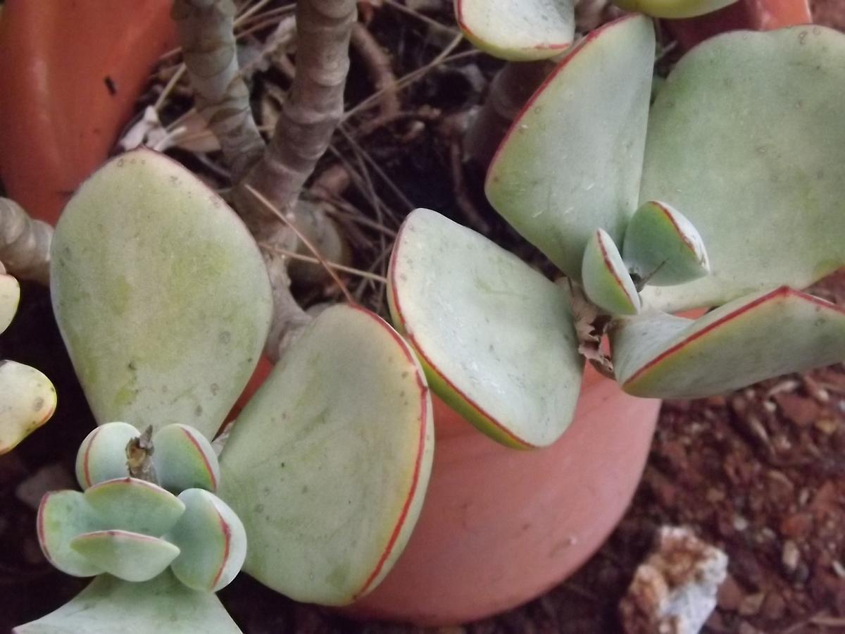 Casale Grandangolo Capoliveri  Ngoại thất bức ảnh